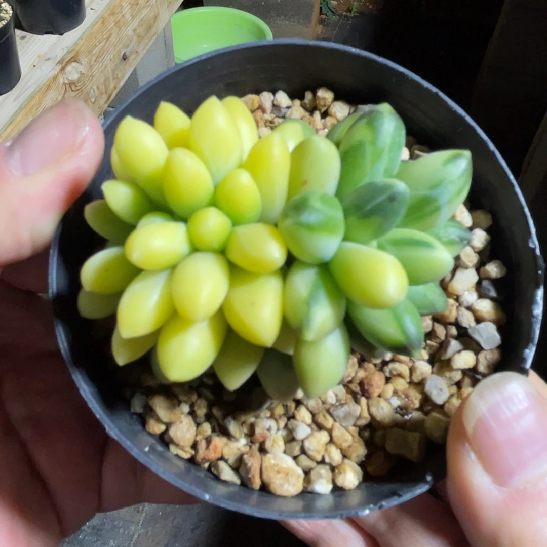 千代锦缀 一物一拍不支持退换