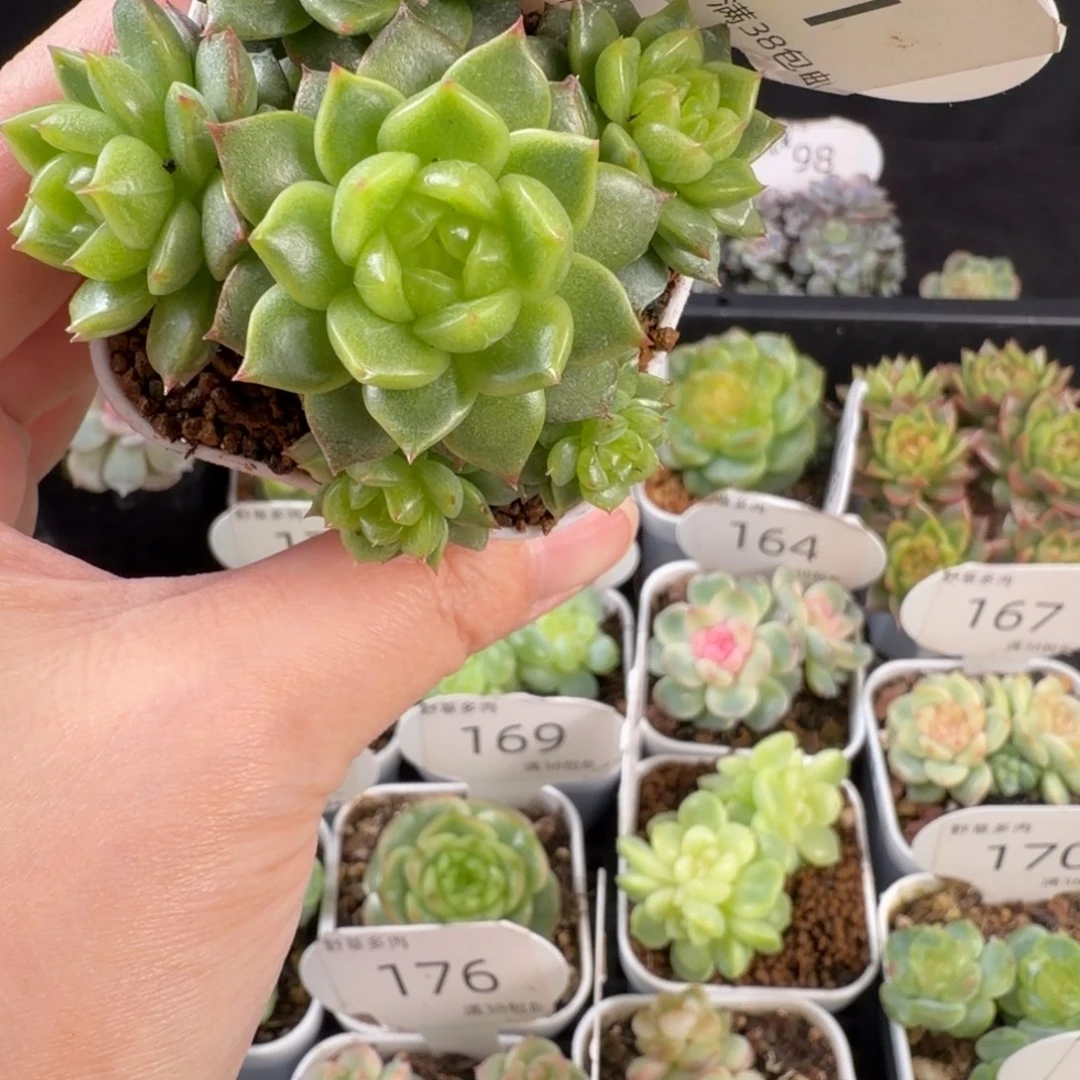 灯泡珍妮六头群181号