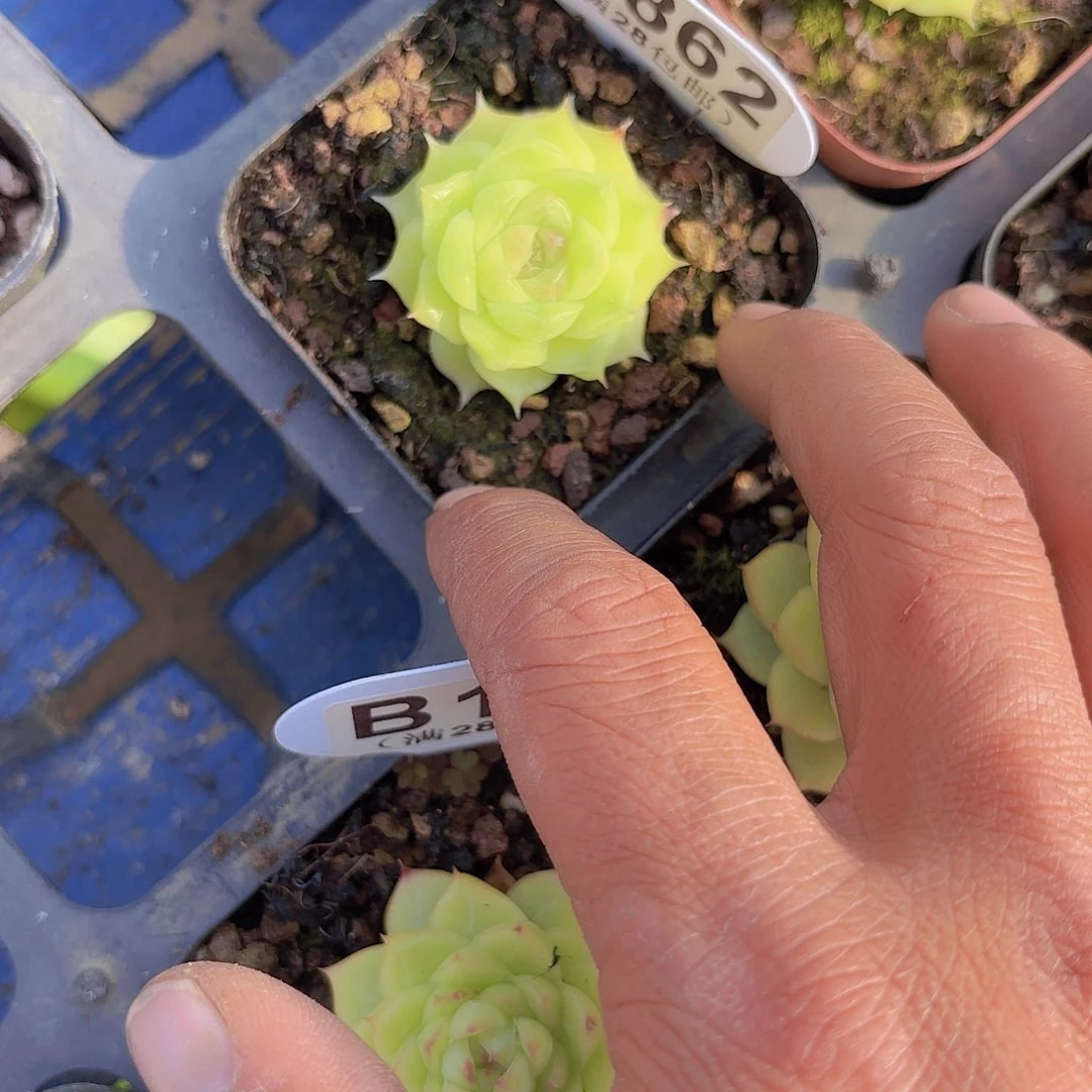 h***犀A862麦秆一物一拍