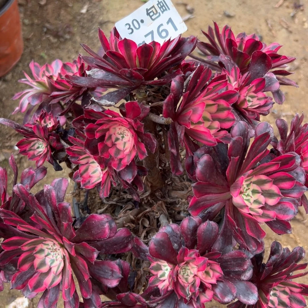 761红铜白多肉法师