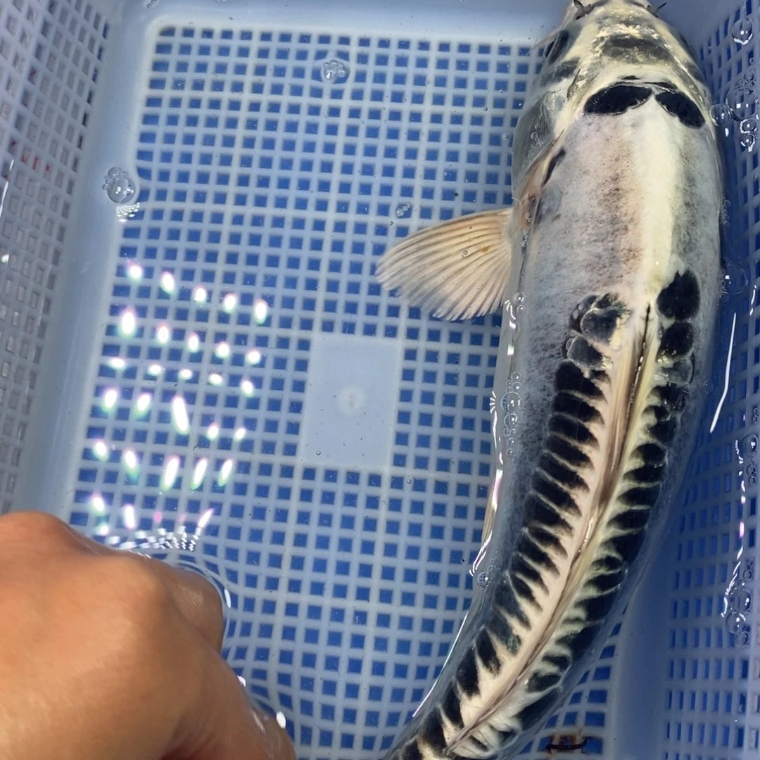 锦鲤冷水锦鲤包邮