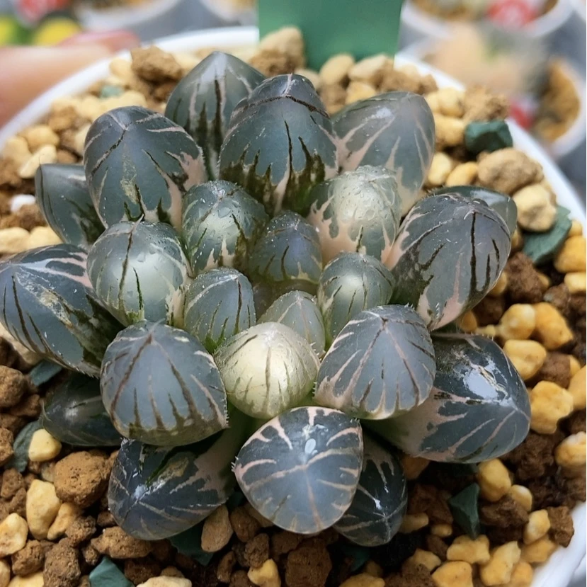 【闪购商品】风**扬霓虹灯139