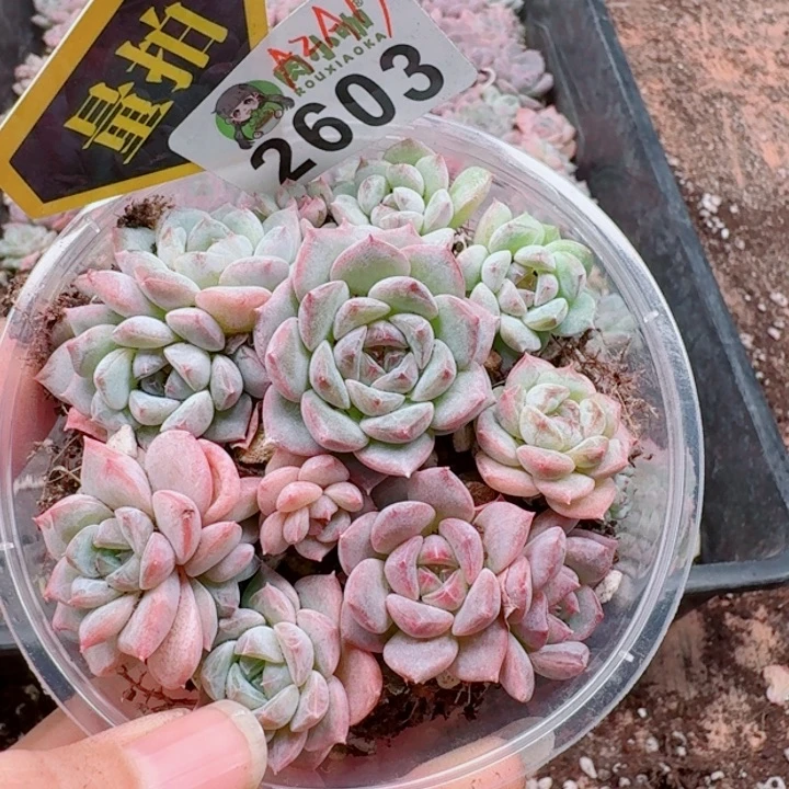 多肉植物多肉植物