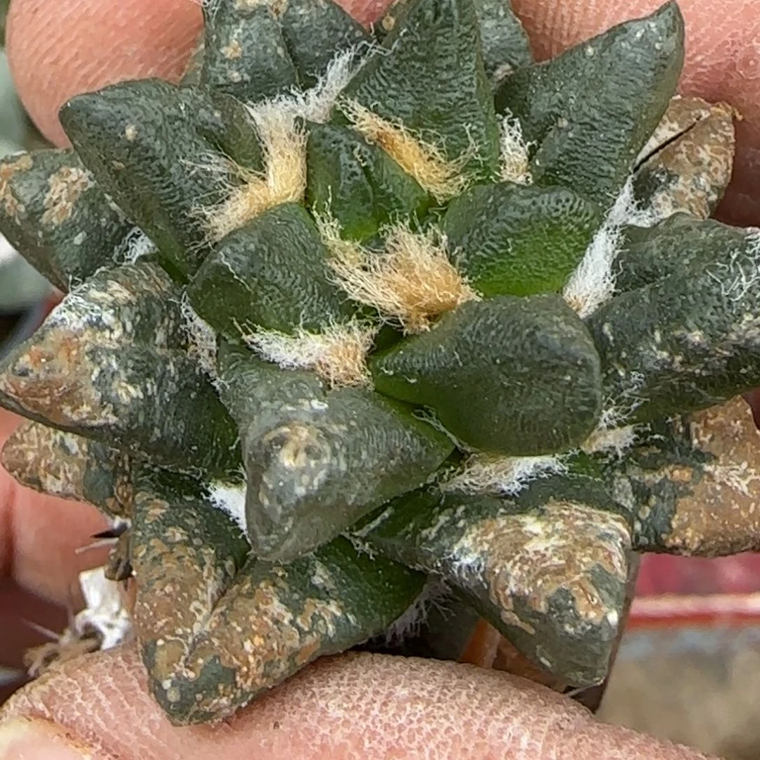 无花朵龙角495砧木有伤