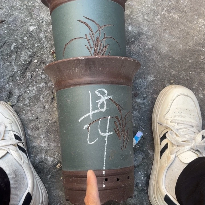 花盆紫砂紫砂的花