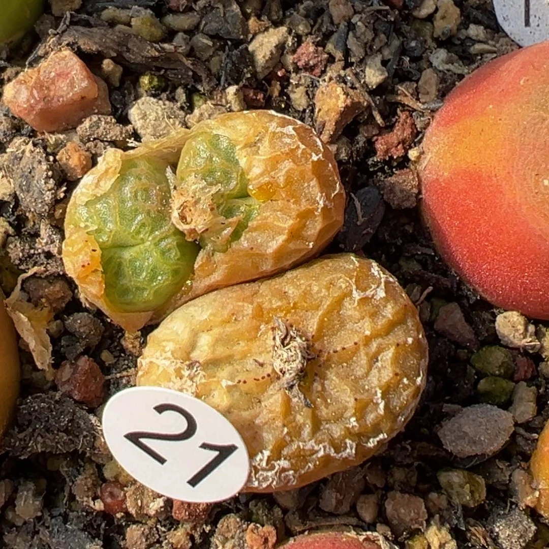 多肉植物111111111111111