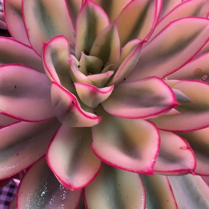 红花女王锦多肉植物