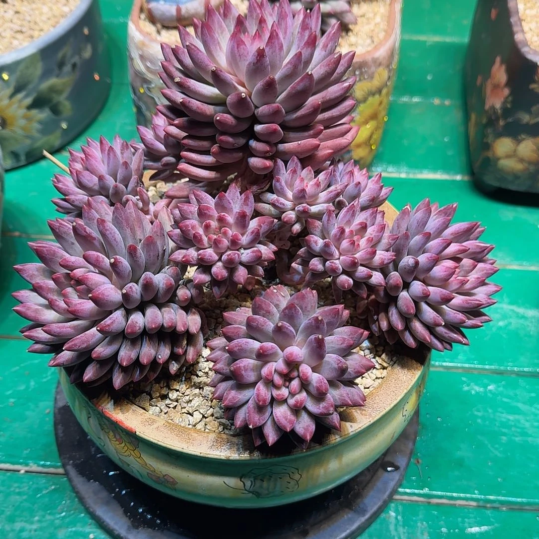 多肉植物多肉植物