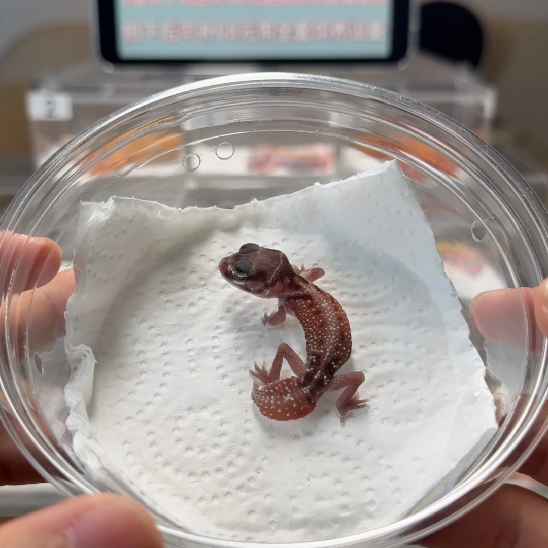 瘤尾守宫高白nlp弟弟