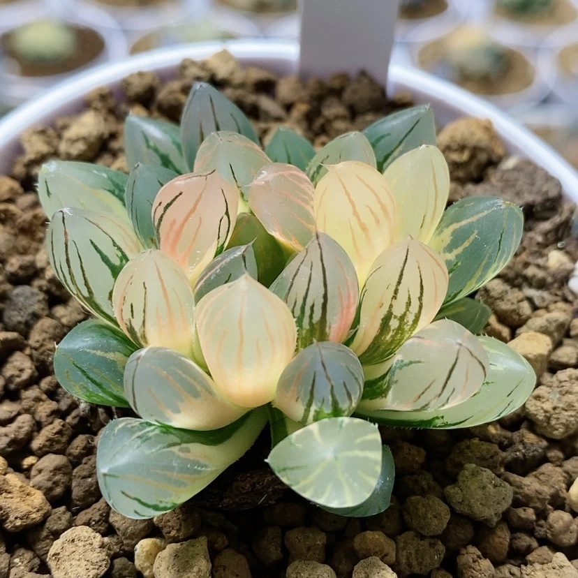 【闪购商品】54霓虹灯福利