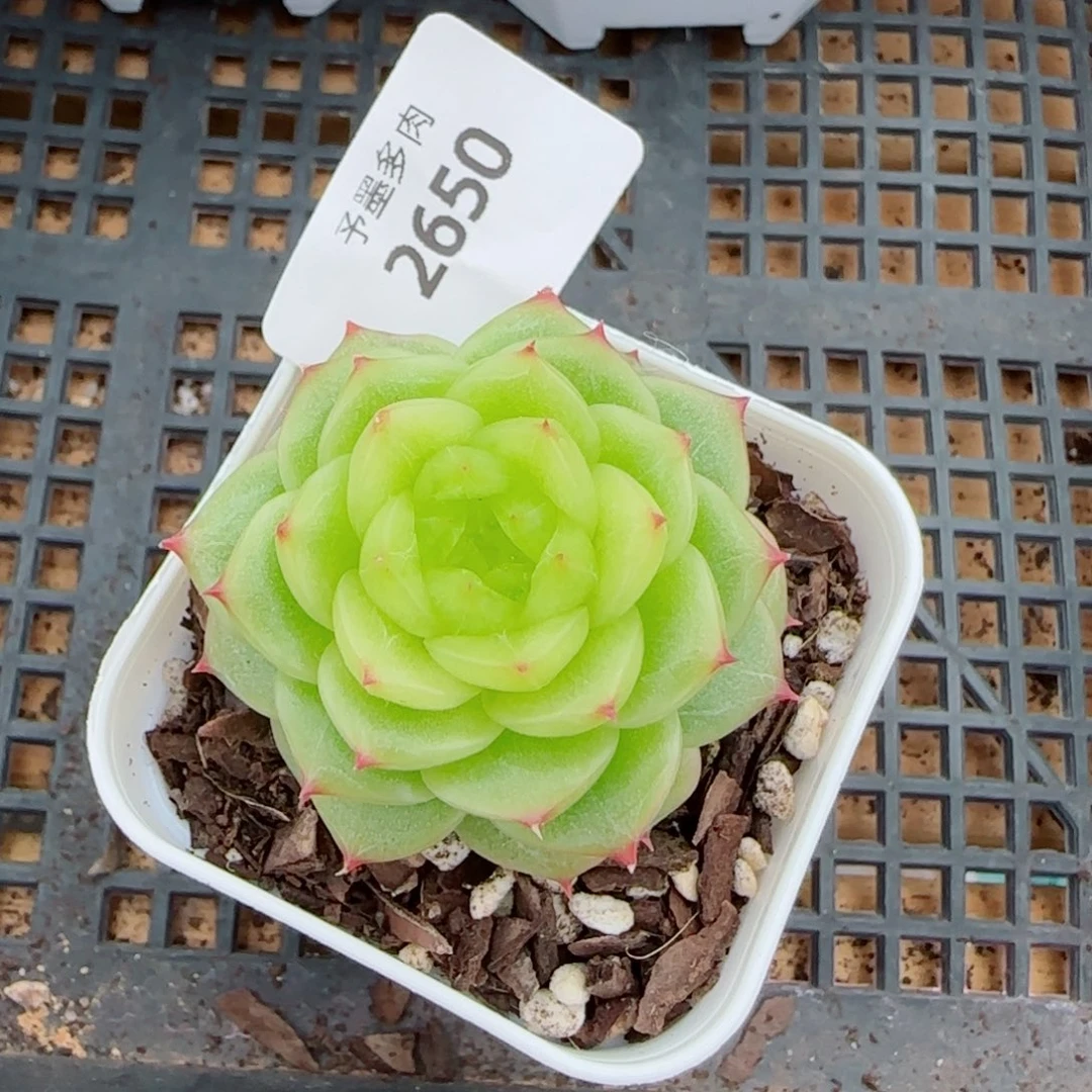 杜若珍妮,2652多肉植物