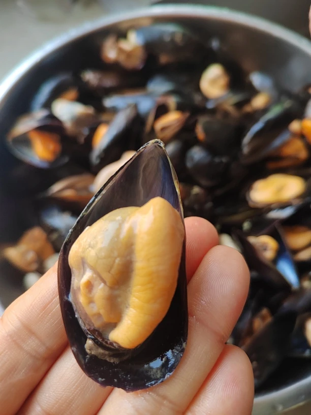 鲜活发货 码头直发 山东日照海虹   淡菜  顺丰冷链包邮 5斤装