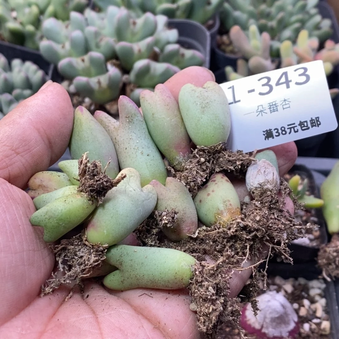 泡**?566866898869868868898898