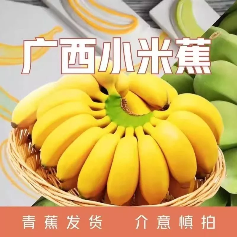 【现摘速发】正宗小米蕉非苹果粉蕉芭蕉当季广西香甜薄皮批发一整箱