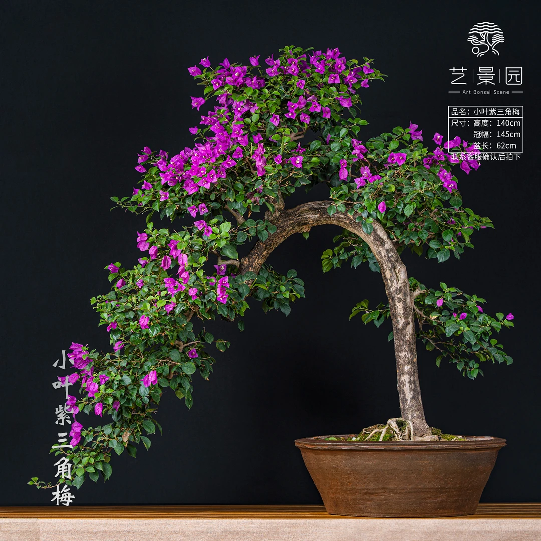 艺景园娜娜三角梅-三角梅通用链接一物一拍 直播间截图为准