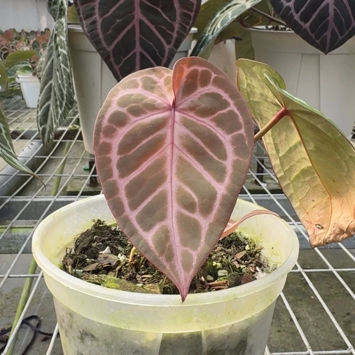 完全开放粉柠檬/skg银