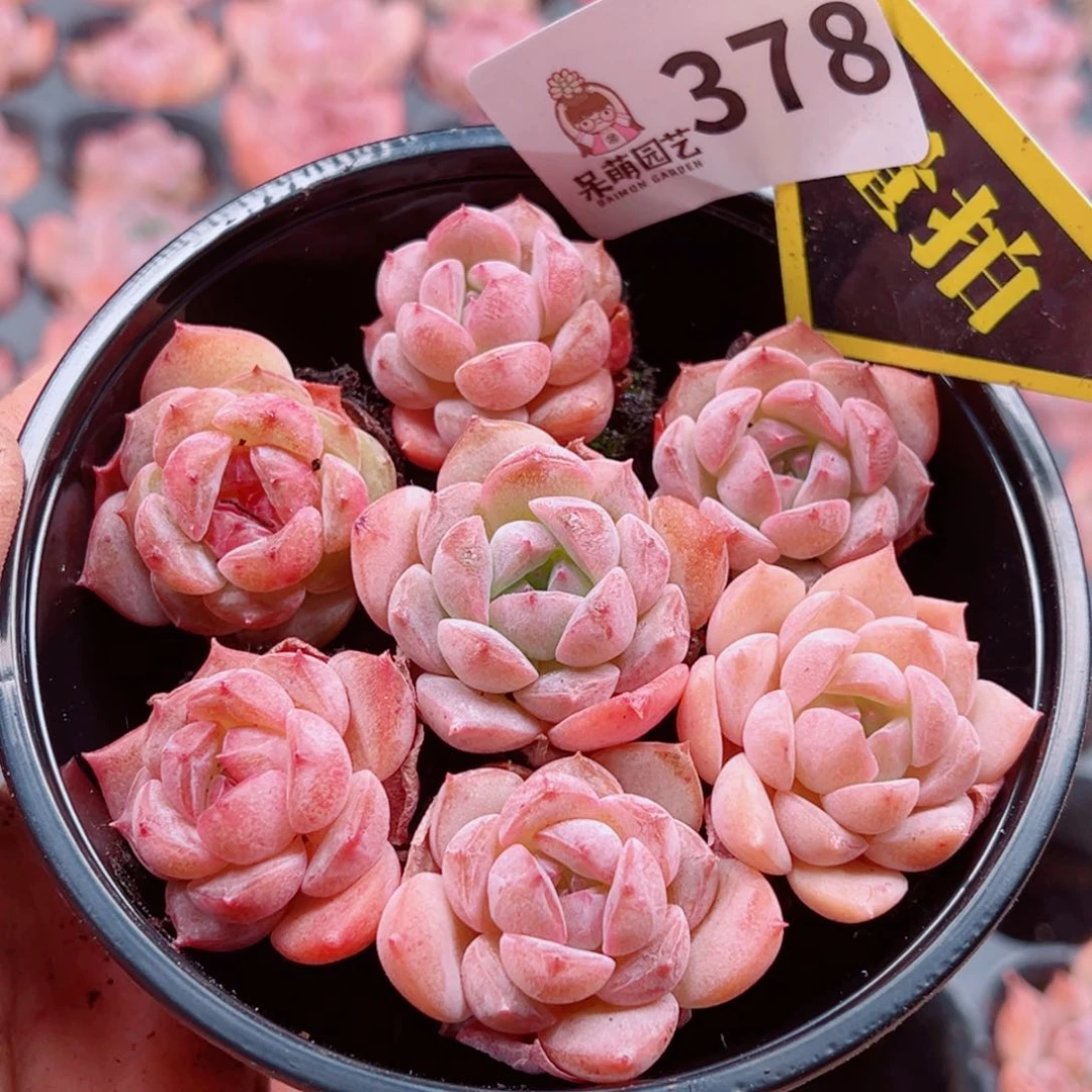 当前无花朵，栽培后可花朵