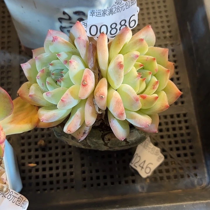 幸运的是我还没遇到你