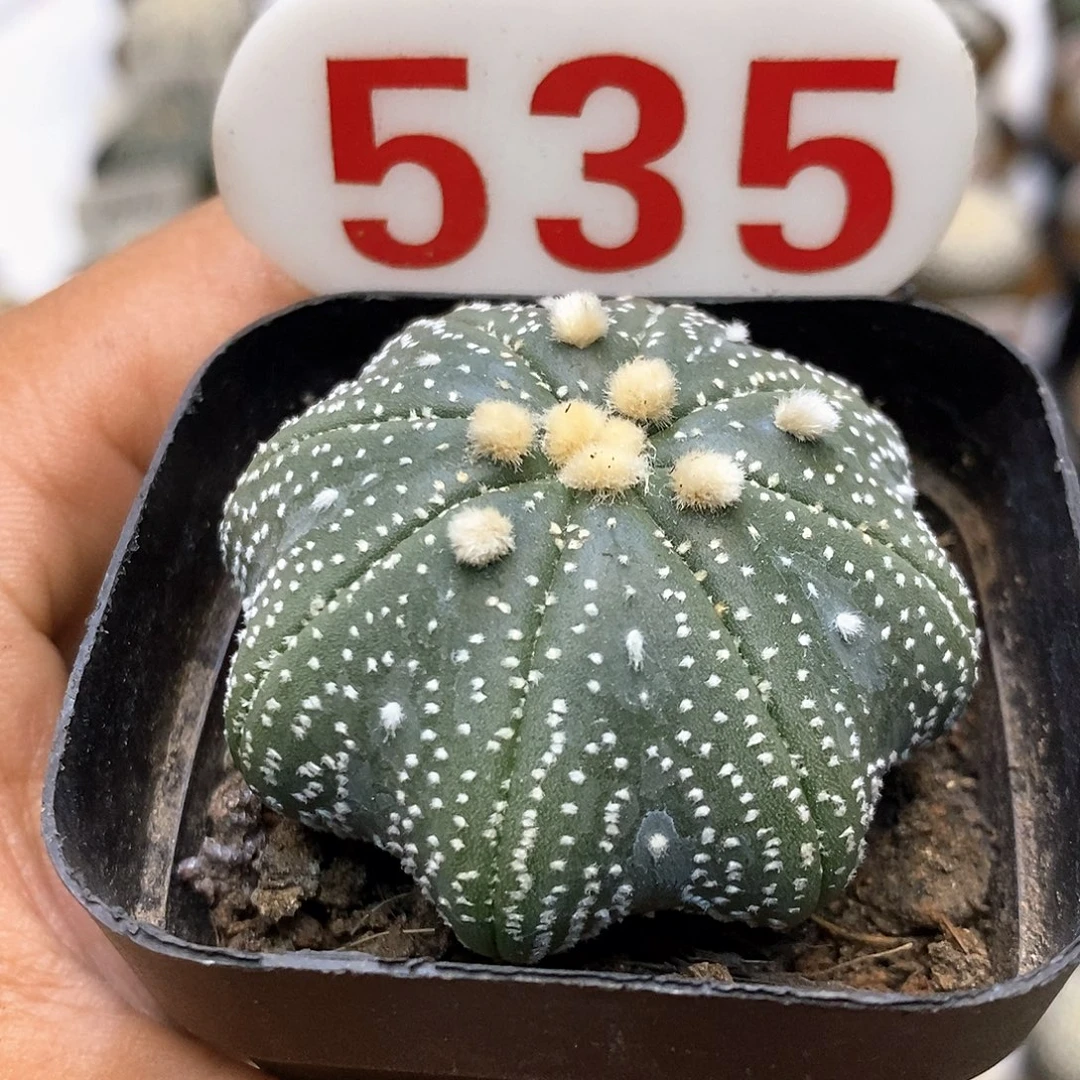 535福利特价咯啦特价