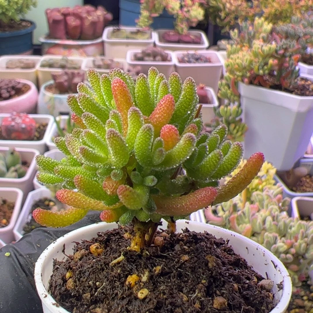 多肉植物枝干米冰