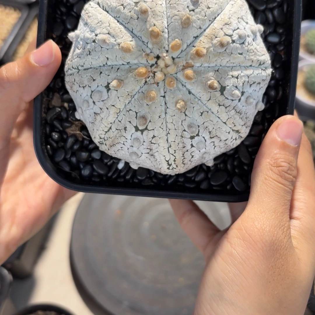 自根浓白奇迹海星