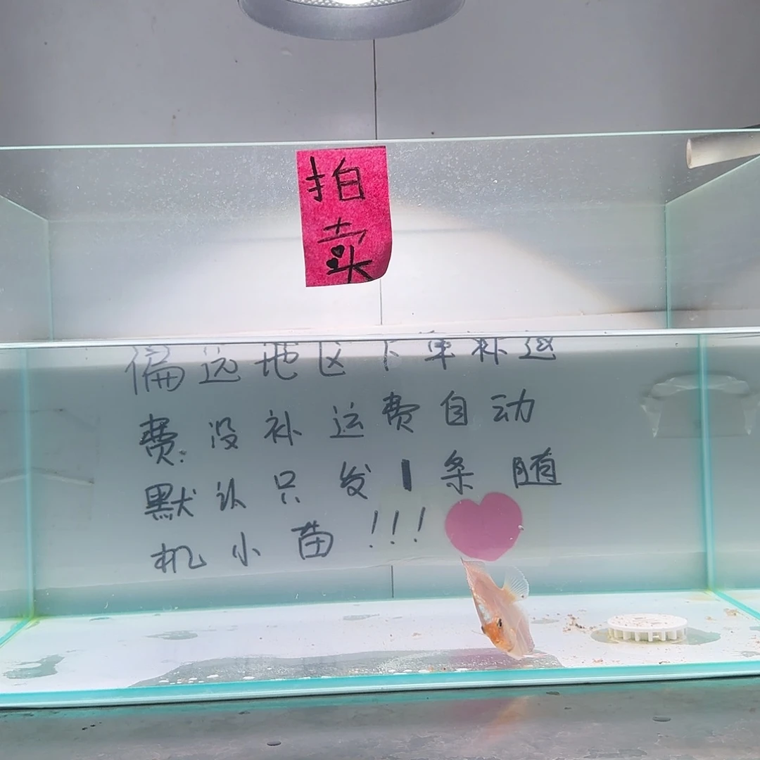 七彩神仙鱼肉身6阿莲卡偏远地区不拍