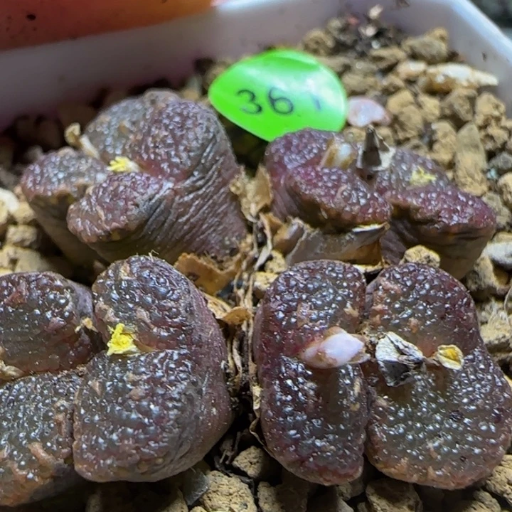 鱼子酱泡泡多肉植物361