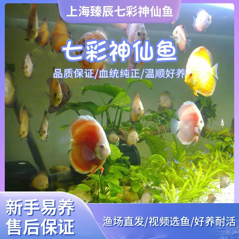 七彩神仙鱼苗热带观赏鱼精品鱼苗活体中小型好养包活【渔场直售】