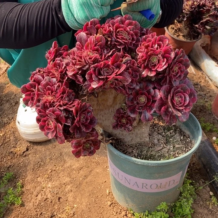 用***花367美杜莎缀化老桩朵朵