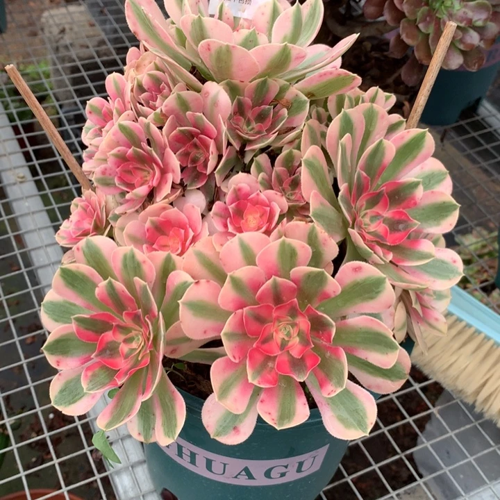 631粉女巫多肉植物特价