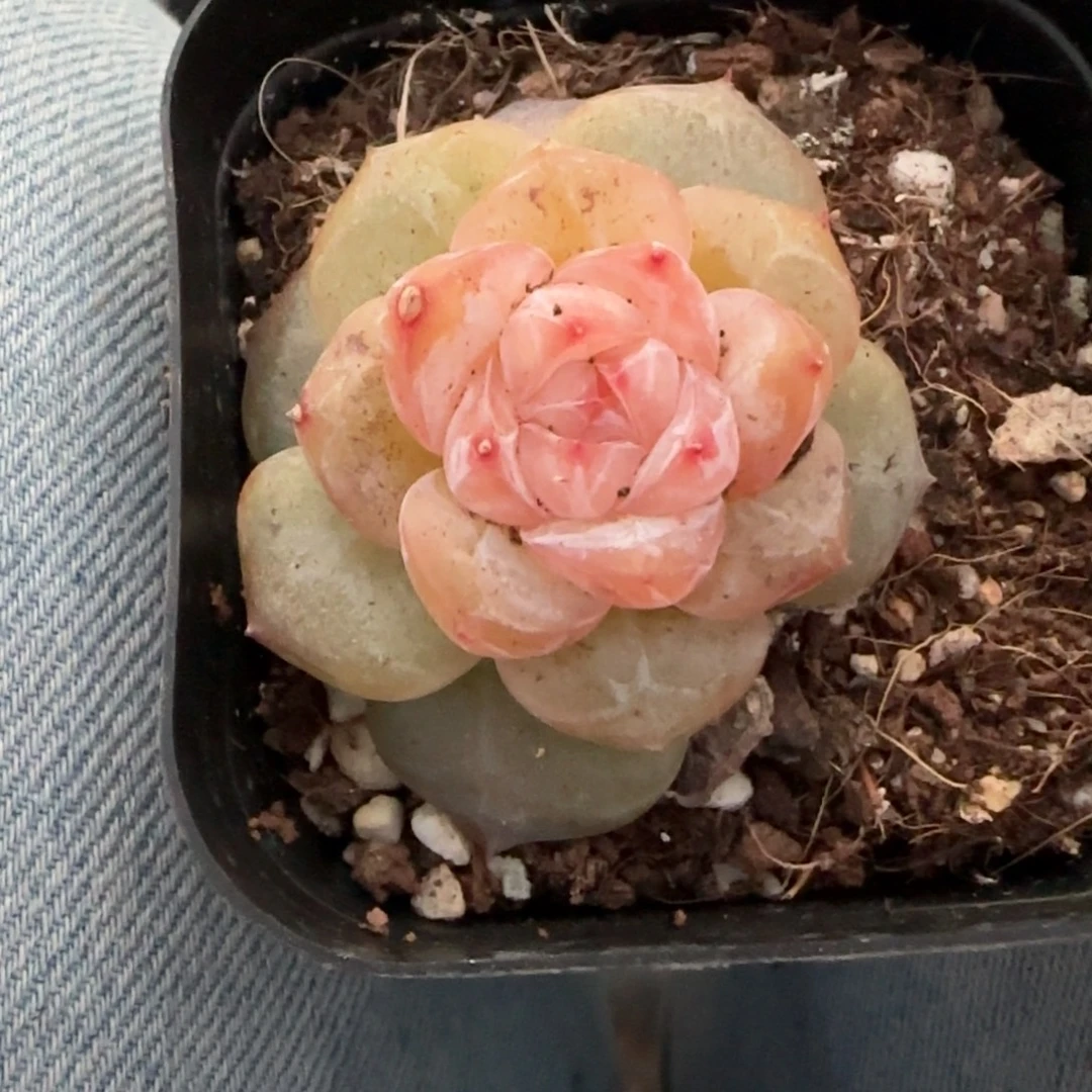 小卡拉米糖心一物一拍