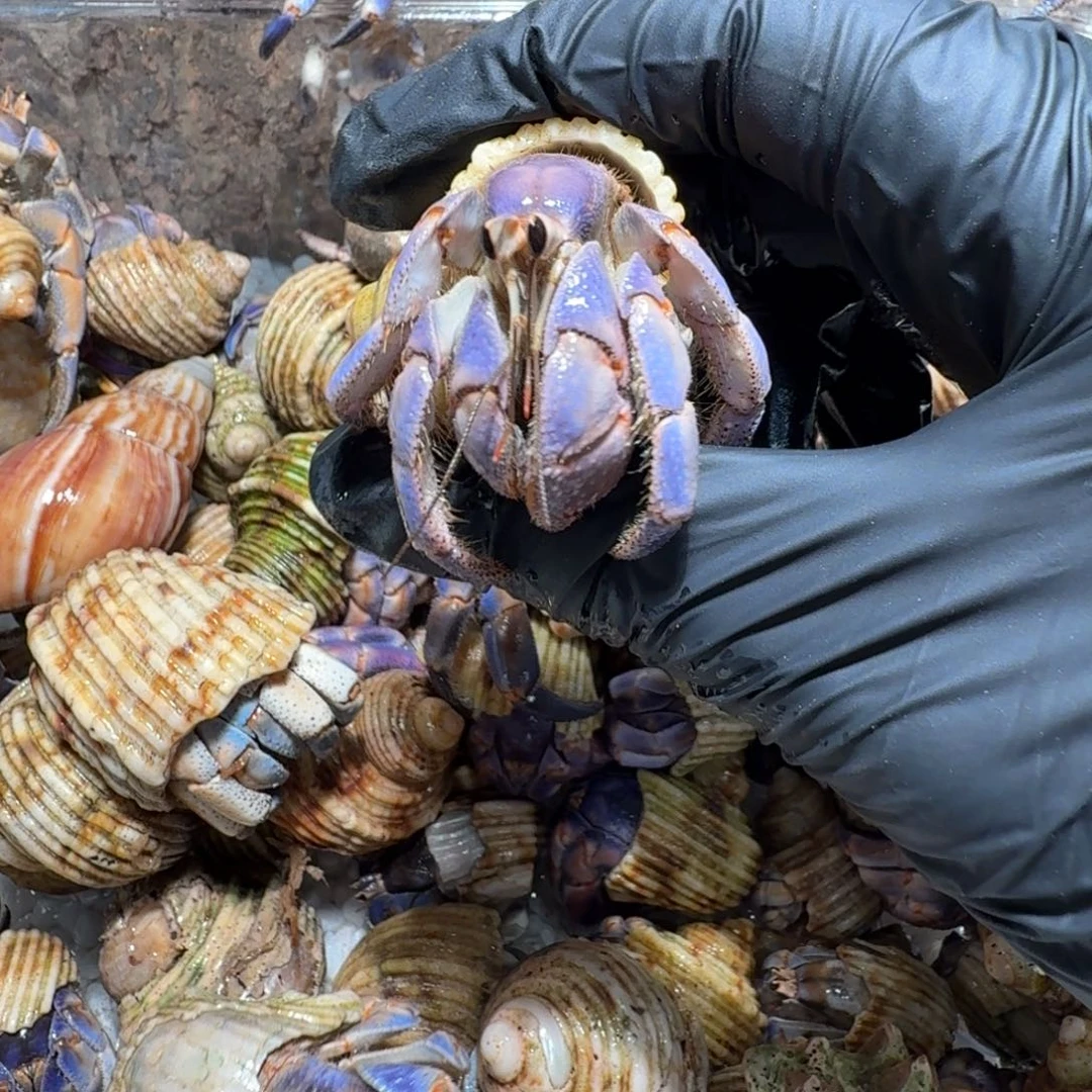 2号直播间挑选2.5口