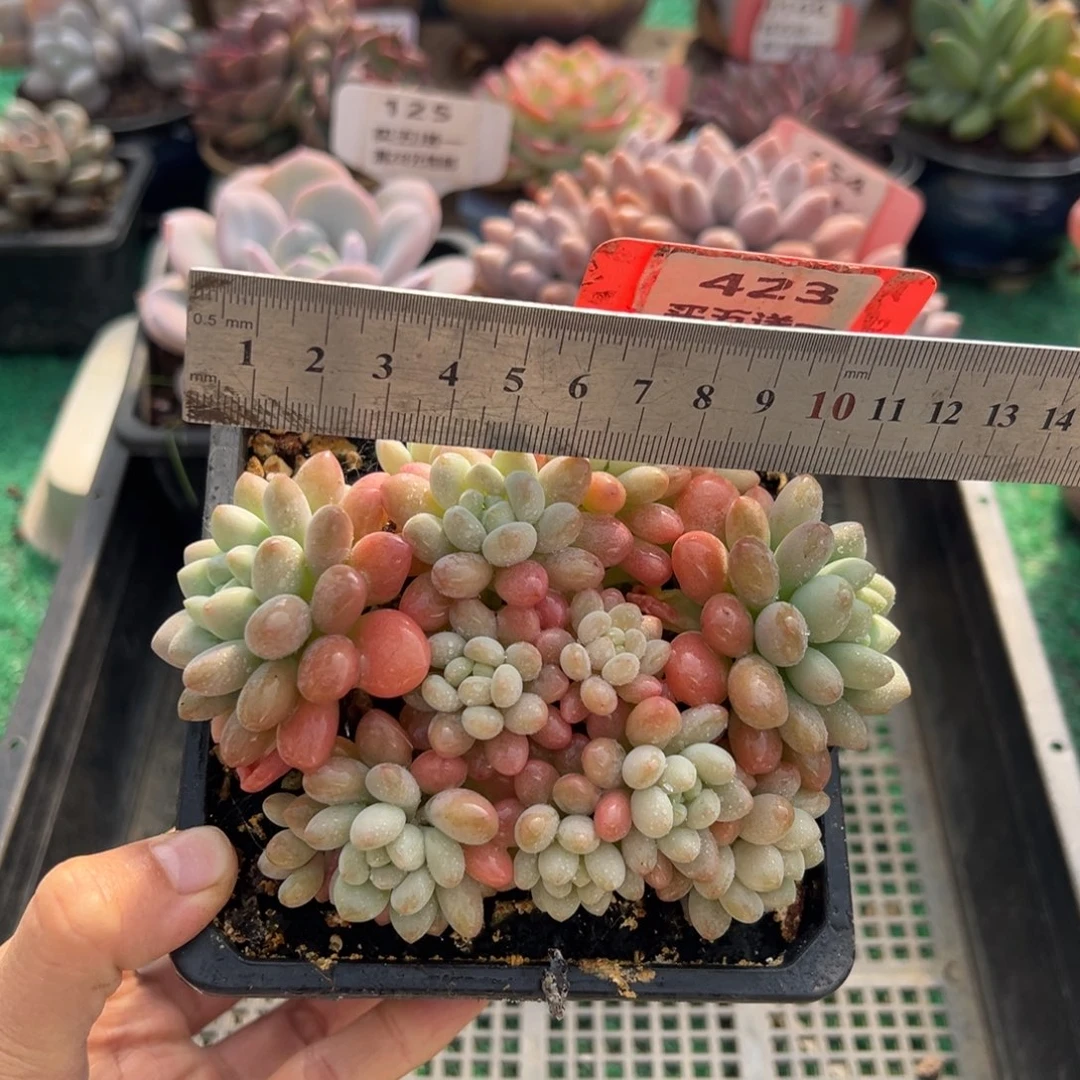 表妹精品多肉植物423.