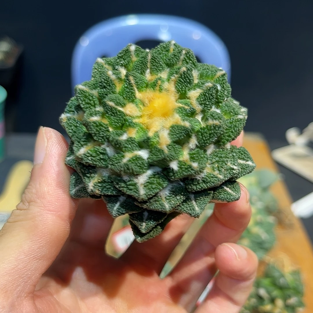 17号自根螺旋黑牡丹
