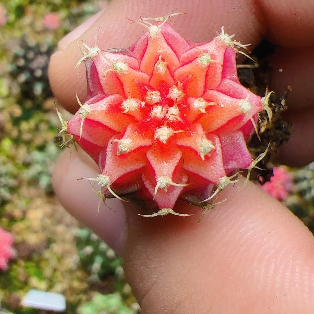 会****当前无花栽培后可以开花371