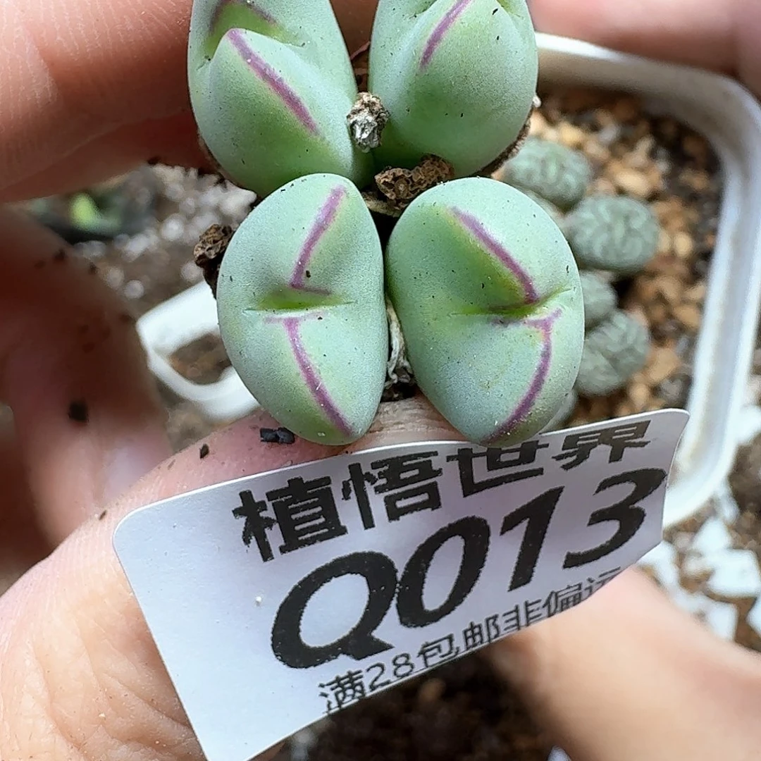 多肉植物的润泽吃gb