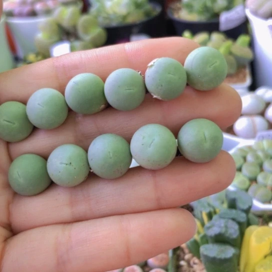 0943，1.1-1.2厘米鸽子蛋如图