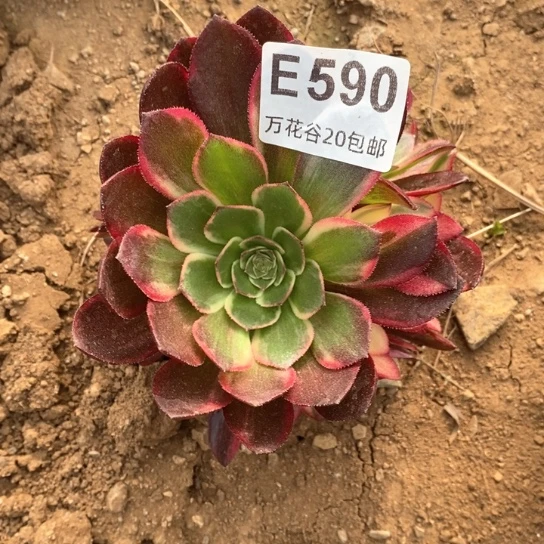 590黑魔锦多肉植物