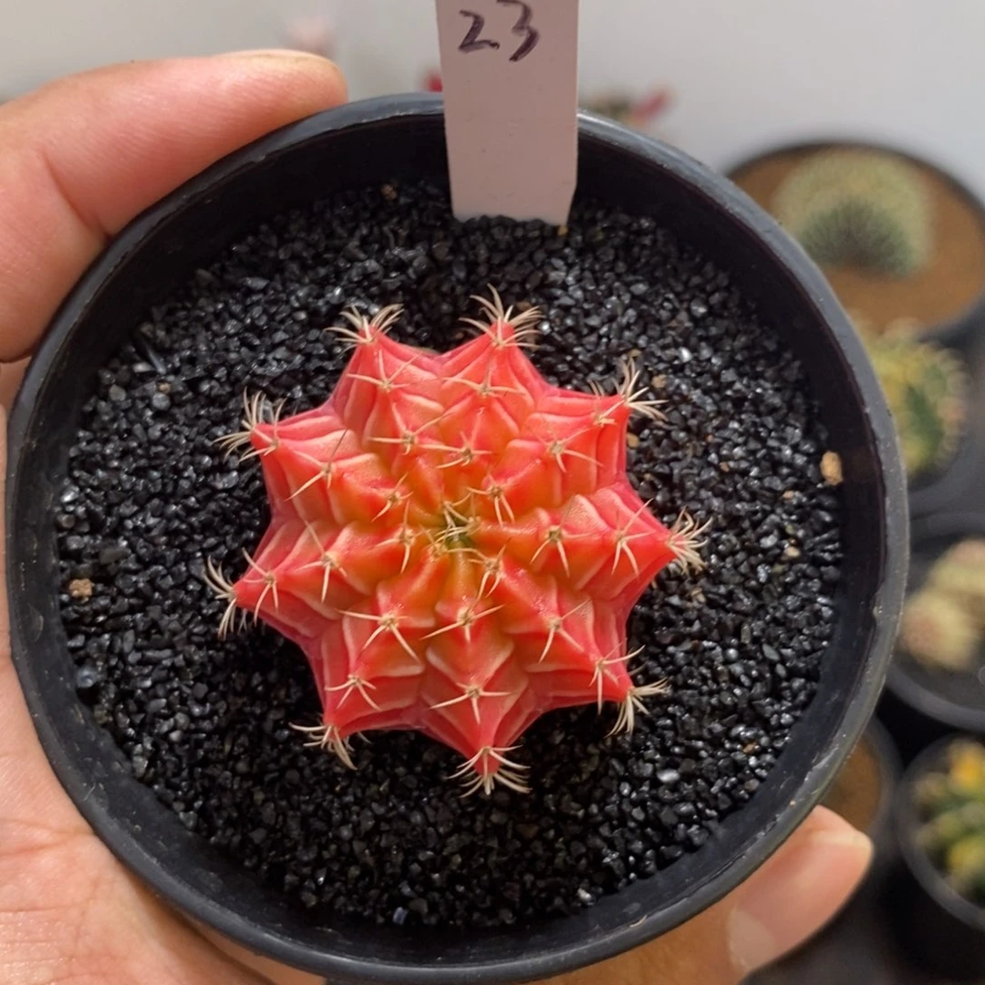 精品米哈——脱土发货