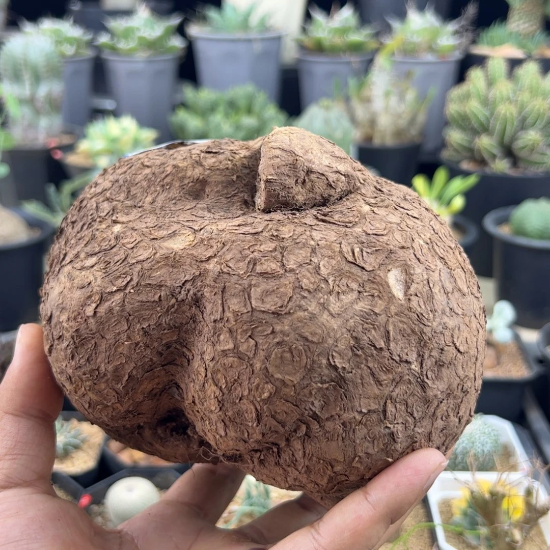 山乌龟15一物一拍脱土发