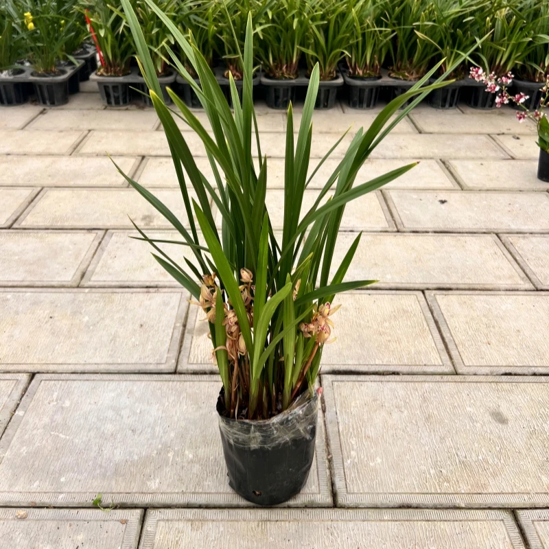 【高花马耳】兰花浓香型四季建兰花苞开花好养室内室外花卉绿植盆栽