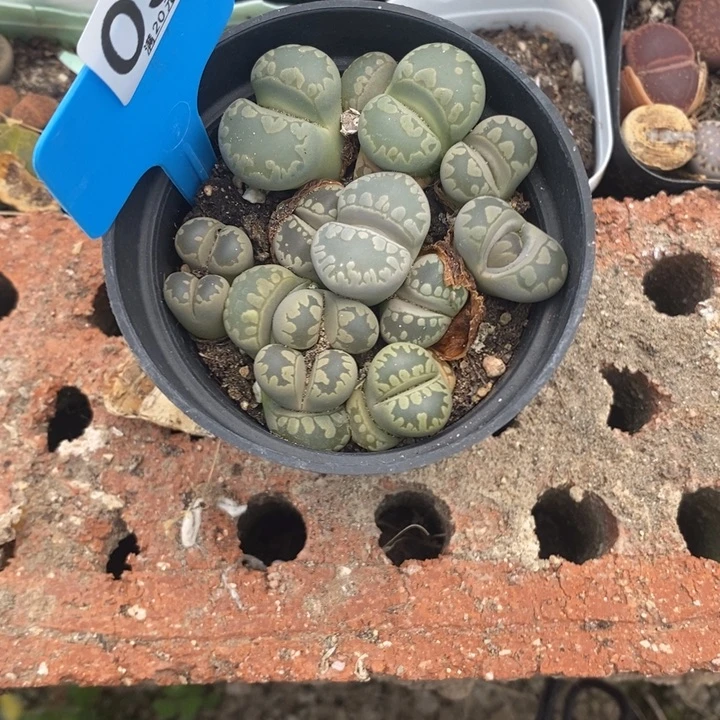 动***巴生石花等植物035