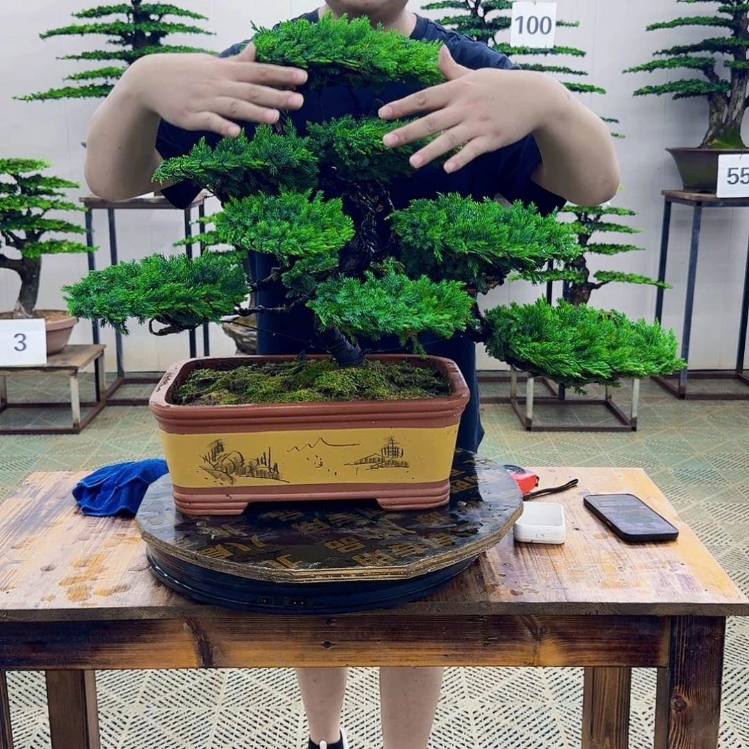 无花朵柏树造型盆景喜阴