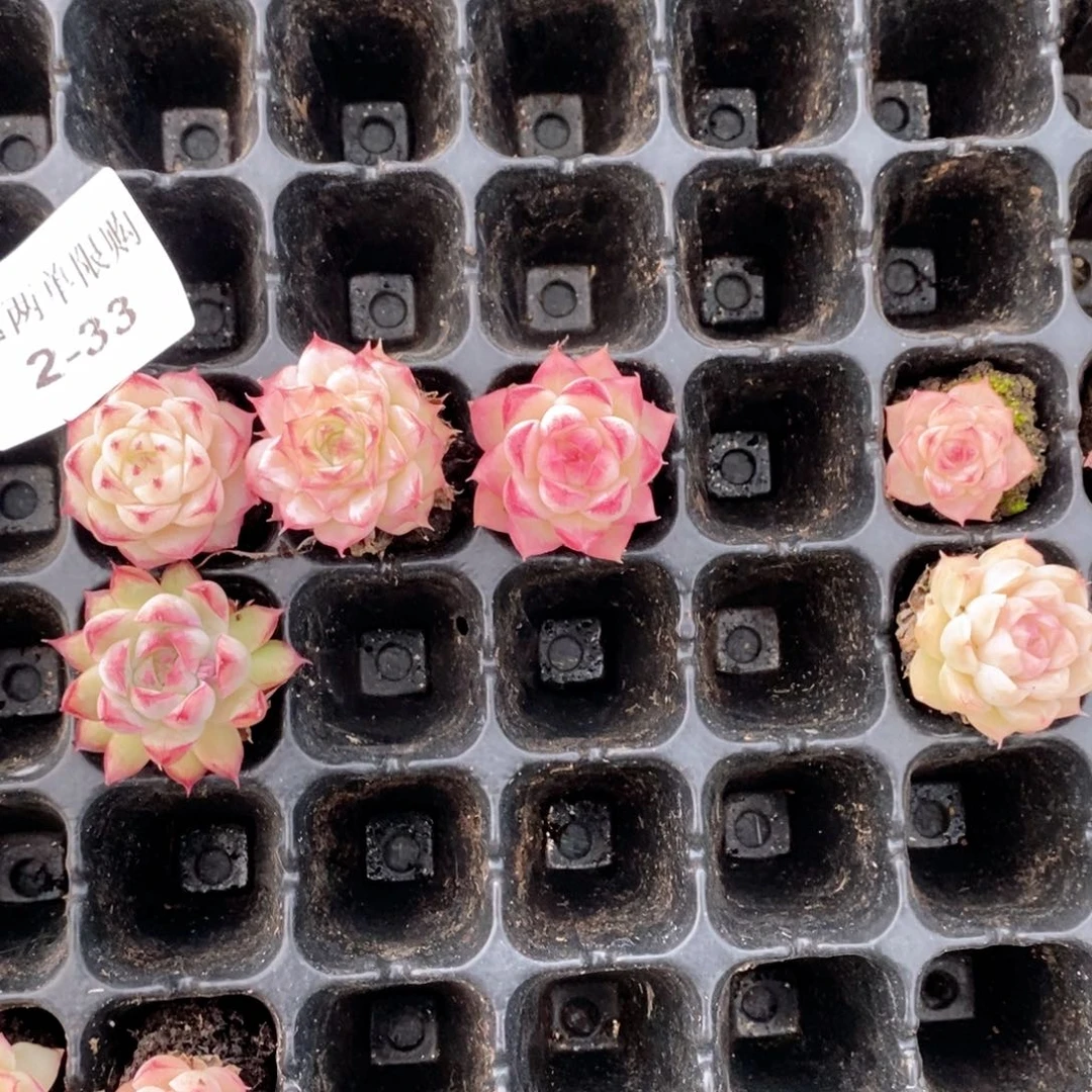 美***士2-33多肉多肉多肉多肉多肉