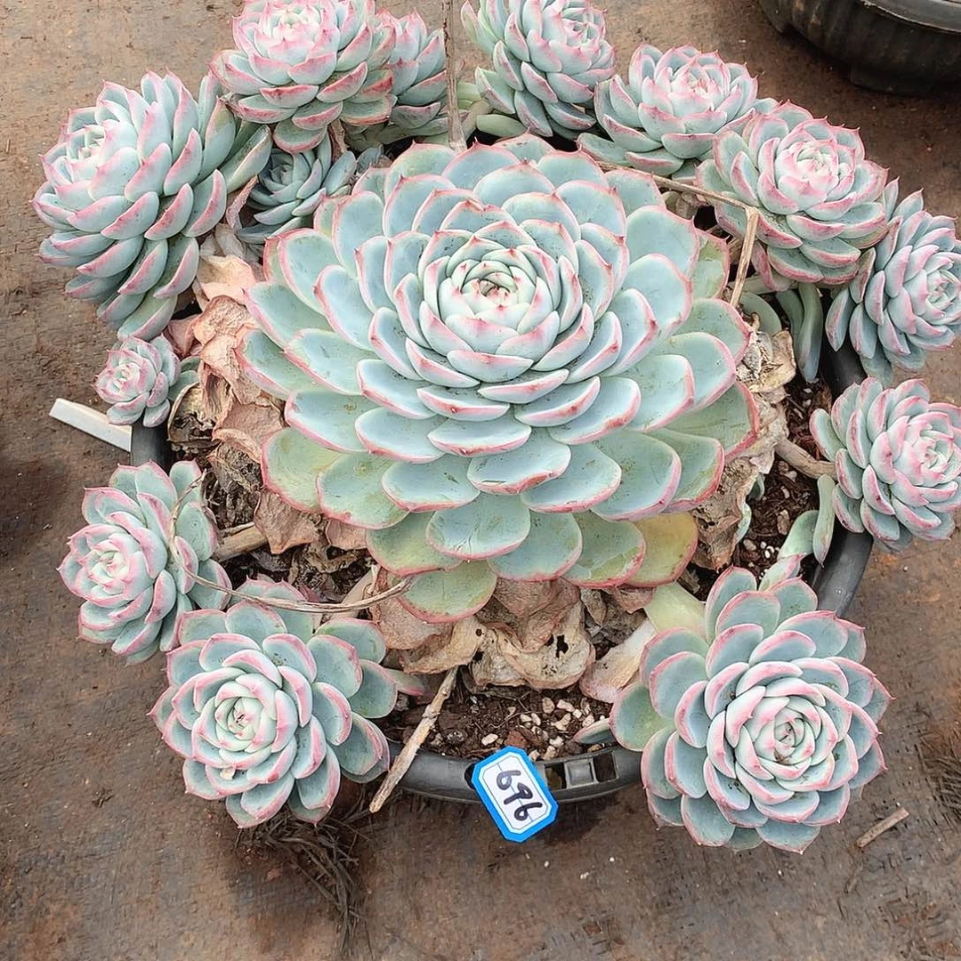 696粉水晶 一物一拍多肉
