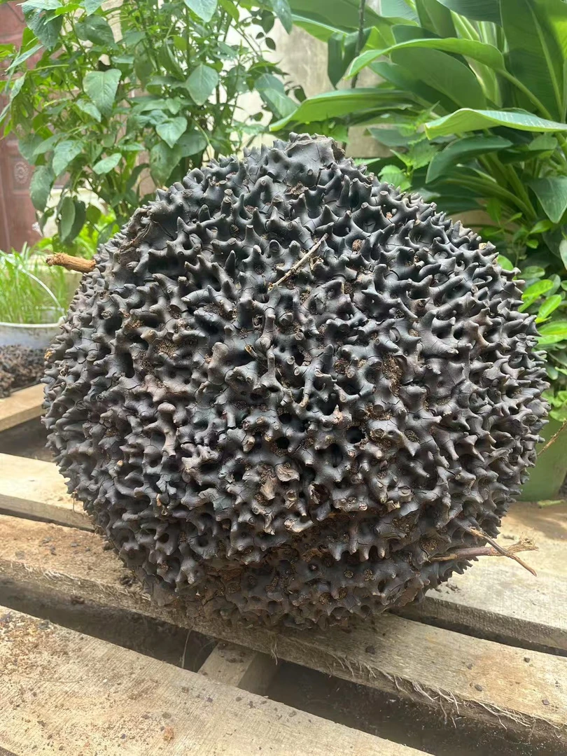 云南深山蚂蚁窝蚂蚁巢整个包邮