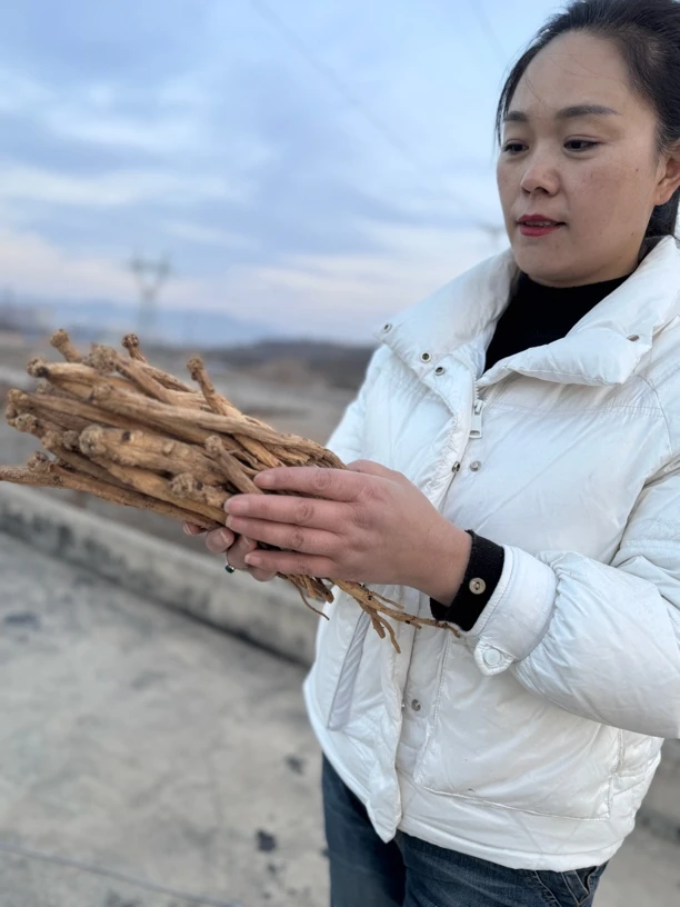 陇西党参(条)原产地精选