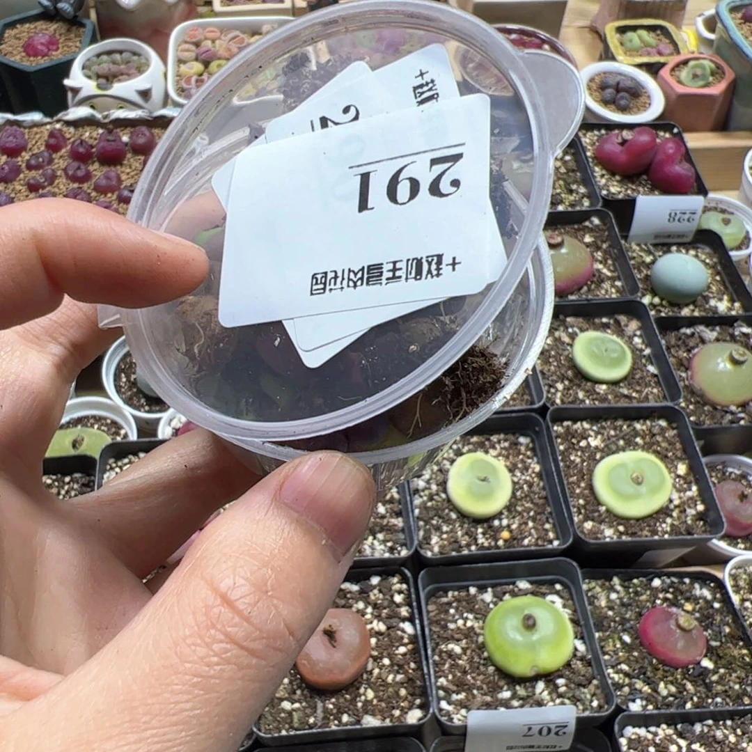 【闪购商品】291 盲拍