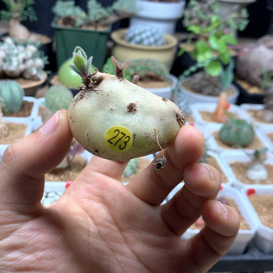 喜***瓶白花断崖女王带盆多肉