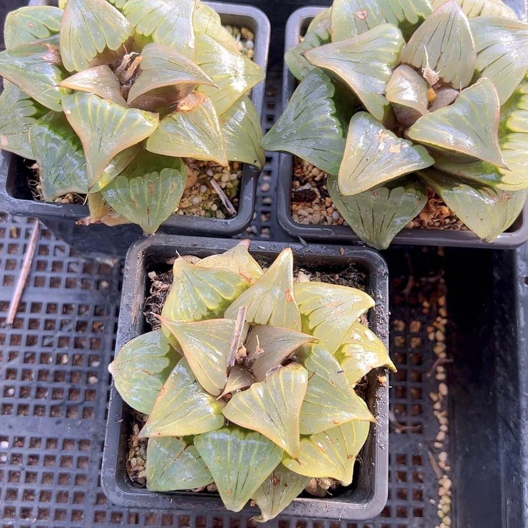 瑕疵媚凤母本玉露多肉一颗